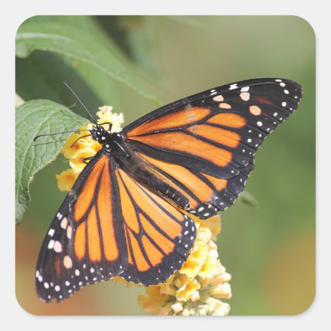 Stickers papillon Monarque (Devant)