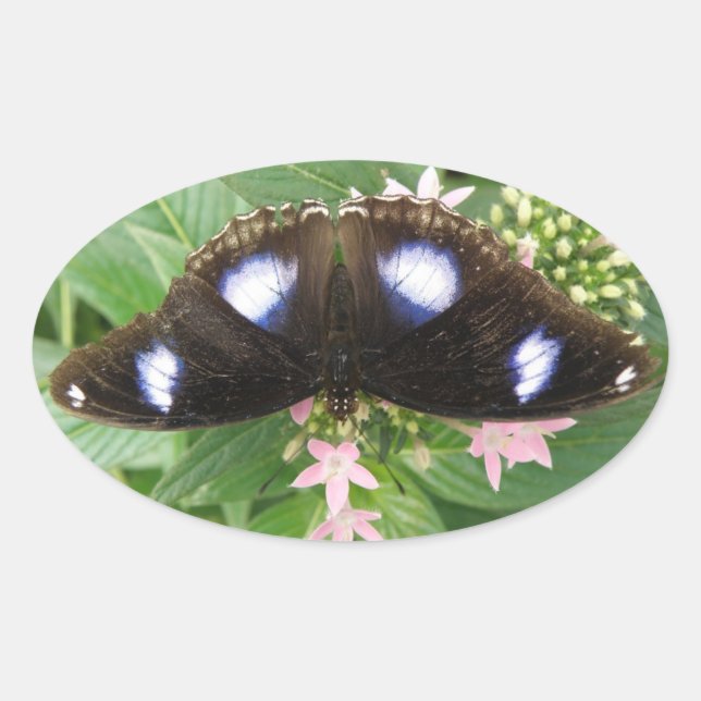 Stickers Papillon tacheté bleu (Devant)