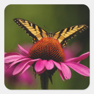 Stickers Papillon Tiger Swallowtail