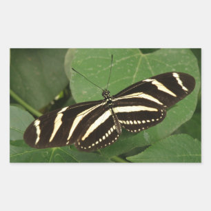 Stickers Papillon Zebra Longwing