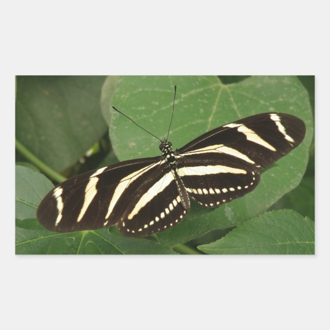 Stickers Papillon Zebra Longwing (Devant)