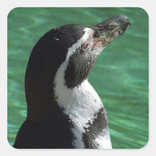 Stickers Penguin (Devant)