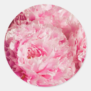 Stickers Peony rose