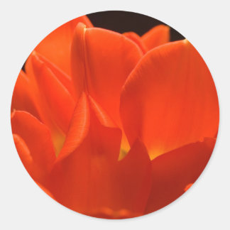 Stickers Pétales Tulip