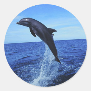 Stickers Photo Dolphin