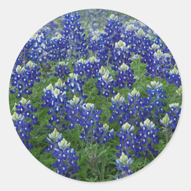 Stickers photo Texas Bluebonnets Field (Devant)