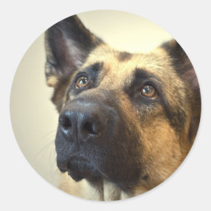 Stickers photos bergers allemands
