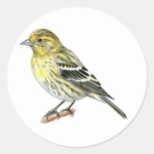 Stickers Pine Siskin Songbird