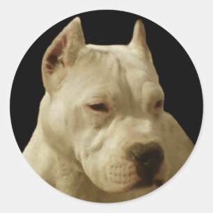 stickers pitbulles blancs