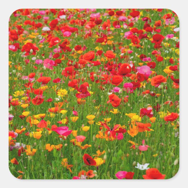 Stickers Poppy Field (Devant)