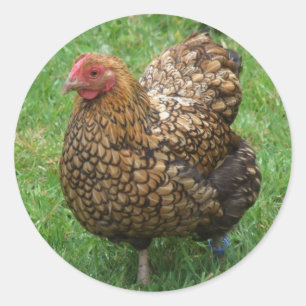 Stickers poulet
