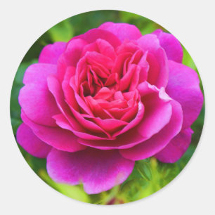 Stickers Princesse Anne Rose #1