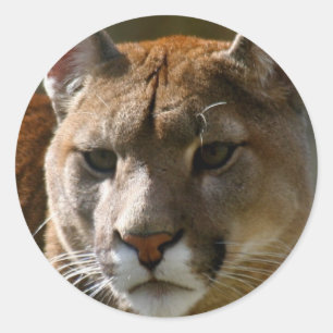 Stickers Puma Cats