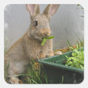 Stickers Rabbit Cottontail