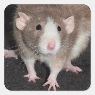 Stickers Rat fantaisie Brown et blanc