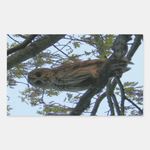 Stickers Rectangle Chouette Barrée