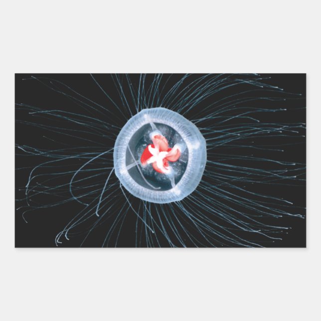 Stickers Rectangle de méduse immortels (Devant)