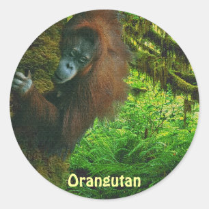 Stickers Red Ape & Jungle Primate
