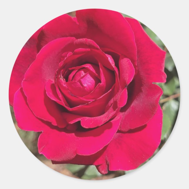 Stickers Red Rose (Devant)