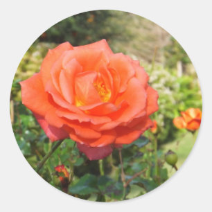 stickers Red Rose