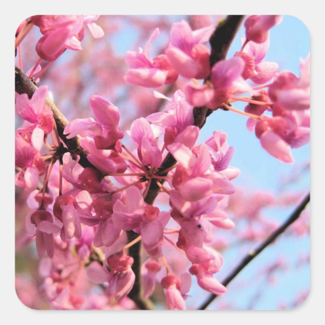 Stickers Redbud Blossoms (Devant)
