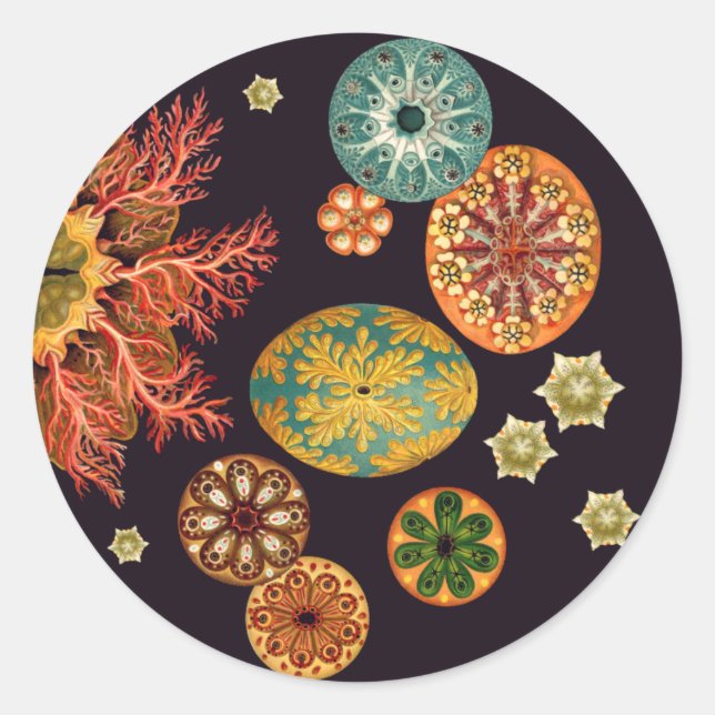 Stickers Remix d'écureuils de mer (Devant)