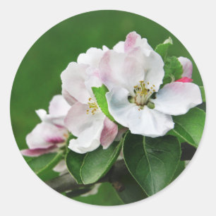 Stickers Ressort Pommier en fleurs rustiques