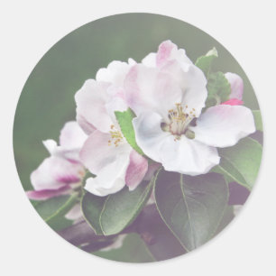 Stickers Ressort Rustique En Fleurs D'Pommes