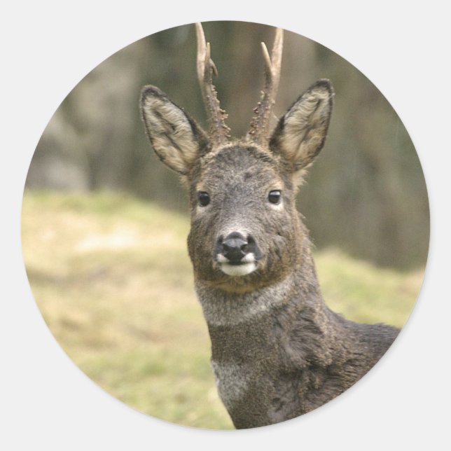 Stickers Roe Deer Buck (Devant)