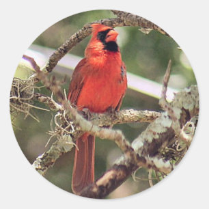Stickers ronds cardinaux rouges mâles