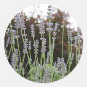 Stickers ronds Lavender Flower