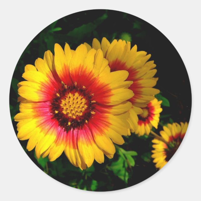Stickers ronds, marguerites dorées (Devant)