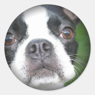 Stickers ronds ombrés Terrier de Boston