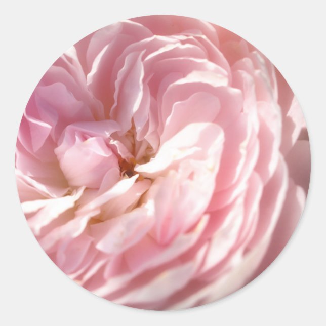Stickers Rose (Devant)