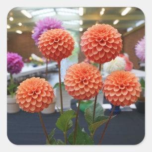 Stickers Rose Dahlia Toscane #1-1