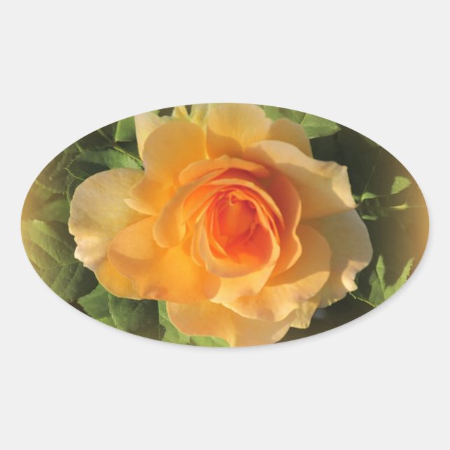 Stickers Rose de parfum miel (Devant)