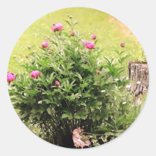 Stickers Rose du jardin