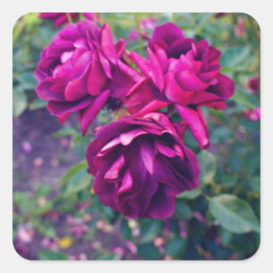Stickers Rose Iceberg de Bourgogne #3