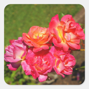 Stickers Rose no 1 de Joseph’s Coat