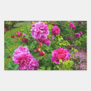 Stickers Rose Princesse Anne #2