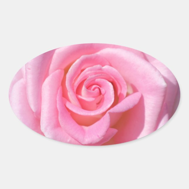 Stickers rose rose ovale (Devant)