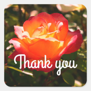 Stickers Rose Sorbet Merci Rainbow #5