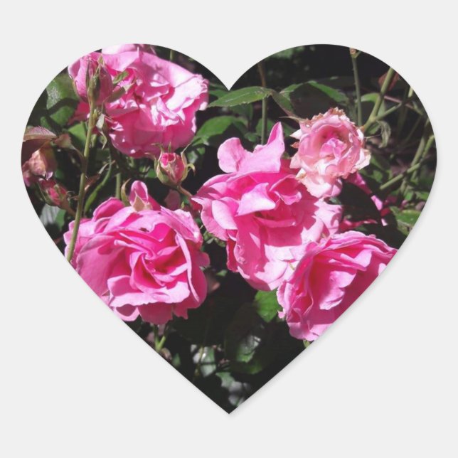 Stickers Roses roses roses (Devant)