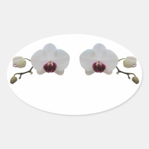 Stickers - Ruby-Lipped White Orchid