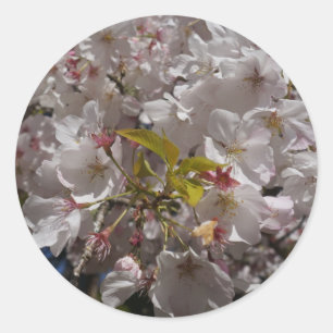 Stickers Sakura Cherry Blossom
