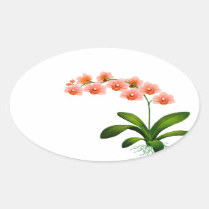 Stickers saumon Phalaenopsis Fleurs d'orchidées