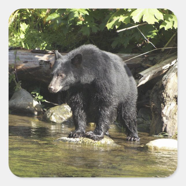 Stickers "Saumon Spots" Ours Noir Faune (Devant)