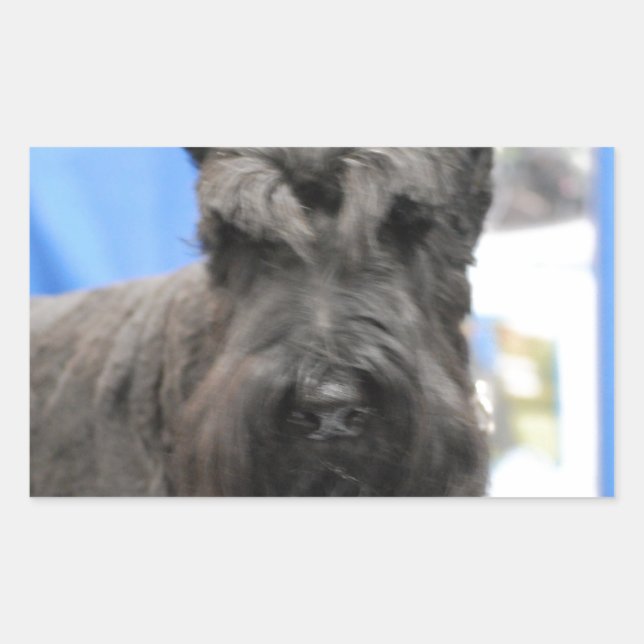 Stickers Schnauzer mous (Devant)