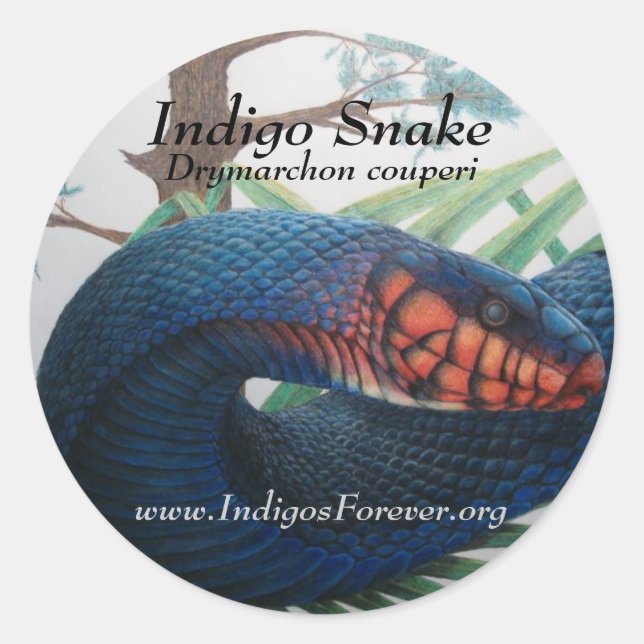 Stickers serpent d'Indigo Est (Devant)