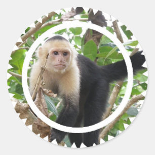 Stickers Singes Capucins Face Blanc